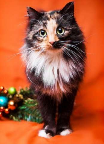 Трехцветная шубка и зеленые глаза! Красавица-кошка Анфиса в дар.