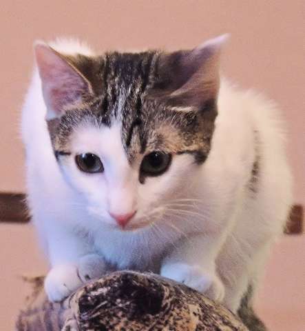 Трогательная изящная девочка котенок Лиза-Лизонька Козетта 4 месяца, ищет любящую семью!