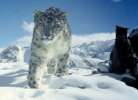 Проект одомашнивания снежных барсов ищет любителей больших кошек