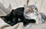 Дымчато-серебристый мальчик и черненькая девочка, котята в дар.