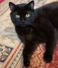 Круглолицый красавец Федор, черненький котик в дар.