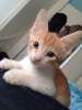 Рыжий котик с большими ушами