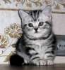 Британские мраморные котята (вискас)