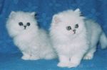 Приму или куплю белого персидского котенка