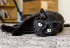 Красавец Шуберт, черный котик в добрые руки.