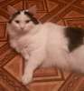  Белесик - котик с замечательным характером