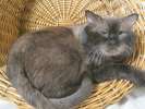 Голубоглазый красавец Ярик, роскошный тайский кот в добрые руки.
