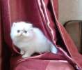 Питомник персидских и экзотических короткошерстных кошек “TIGRIS AMIGO” 