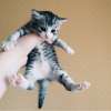 Милый котенок в добрые руки