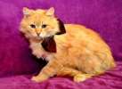 юный кот Рыжмэн – не только рыжий мех в дар   