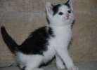 Крошка Капелька, маленький котенок, метис курильского бобтейла, в дар.