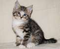 Крошка Тёмочка, маленький полосатый котенок, метис курильского бобтейла, в дар.