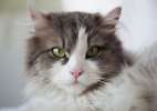 Шикарный красавец Пушкин, сибирский котик в добрые руки.