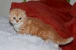 шотландские котята красный мрамор и крем