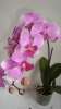Орхидеи опт,розница пересылка почтой по всей Росии