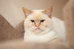 Харизматичный и рассудительный кот Янтарь ищет родственную душу