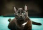Троян-черный котенок подросток ищет дом!