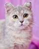 Голубокремовая красавица Мышка, метис британской кошки в добрые руки.