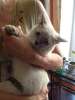 Тайский котенок в добрые руки