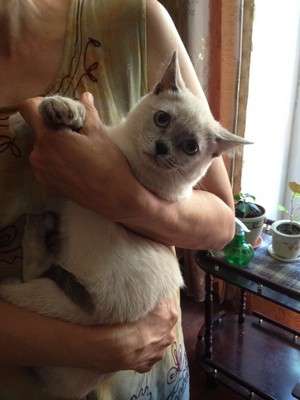 Тайский котенок в добрые руки