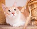 Трехлапик Кексик, самый очаровательный и трогательный кот на свете в дар. 