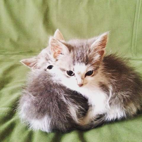 Два котомальчика в добрые руки
