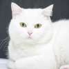 Белоснежная красавица Ада, метис британской кошки в добрые руки.