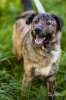 Молодой красавец - пес Гриша тигрового окраса ищет любящих хозяев!