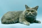 Красавец Милорд, кот британской породы бесплатно, в добрые руки!