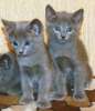 Русские голубые котята в Дар