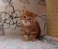 Шотландские котята-красный мрамор