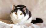 Очаровательный бело-черный котик Том с янтарными глазами очень хочет найти дом!