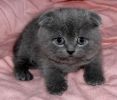 Продажа шотландские вислоухие котята голубого и мраморного оскрасов