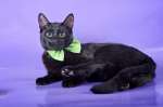 Черный котенок Григорий в добрые руки