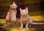 Близняшки Лиса и Мелиса, рыжие котята в добрые руки.