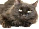 В добрые руки кошка Нэси – пушистая черная красотка!