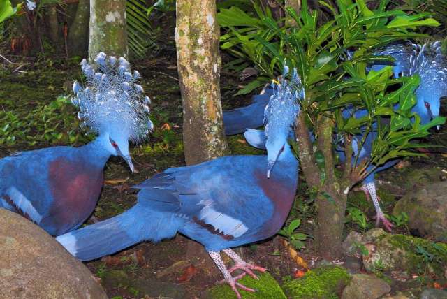 Венценосные  голуби (Goura cristata) из питомника