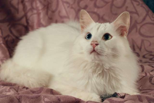Белоснежный кот с разноцветными глазами в добрые руки.