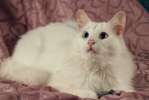 Белоснежный кот с разноцветными глазами в добрые руки.