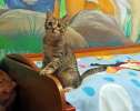 Крошка Ерошка, очаровательный полосатый котенок в добрые руки.(есть видео)