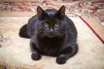 Гроза мышей и лучший друг людей!! Черный котик в добрые руки.