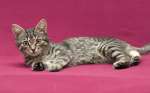 Любопытная Варвара – полосатый котенок в добрые руки!