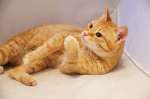 Солнечно-рыжая кошка Авдотья в добрые руки