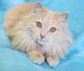 Добродушный красавчик Персик, шикарный пушистый кот в дар.