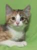 Трехцветный котенок девочка Марфута ищет самый надежный дом