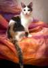 Изящная красавица Даяна, трехцветный котенок в добрые руки.