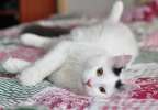 Чижик-волшебные рожки!! Молоденький пушистый котик, метис турецкого вана, в добрые руки!