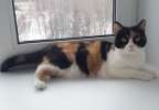 Трехцветная красавица Куба! Метис персидской кошки в добрые руки.
