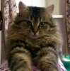 Пушистый красавец Семен! Молоденький сибирский котик в добрые руки.
