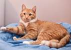Солнечный красавчик Алонсо! Молоденький рыжий котик в добрые руки.